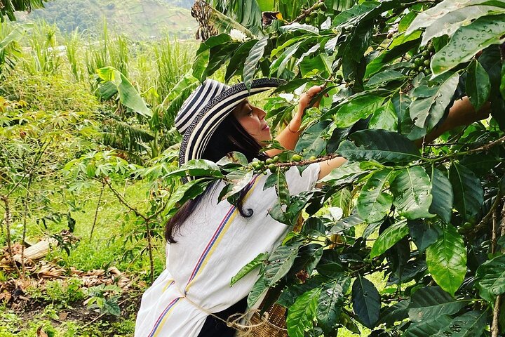 Coffee Farm Experience — Finca La Arrinconada