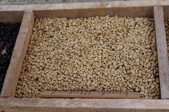 Coffee Farm Experience — Finca La Arrinconada 4